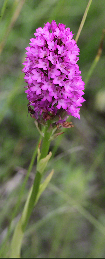 Anacamptis pyramidalis - Pyramiden-Hundswurz